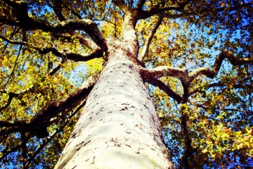 TREE (3)