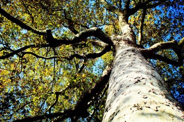 TREE (4)