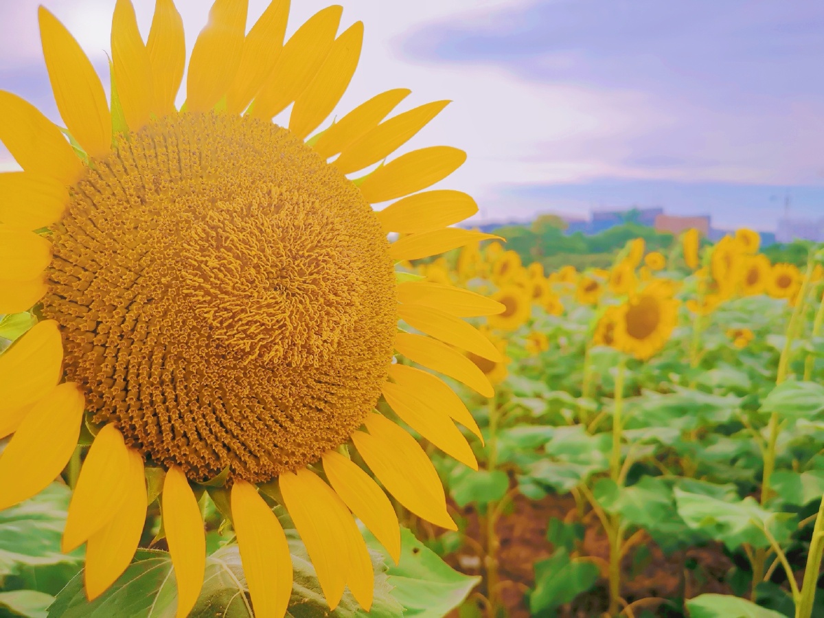 面朝阳光你将永远看不到阴影78