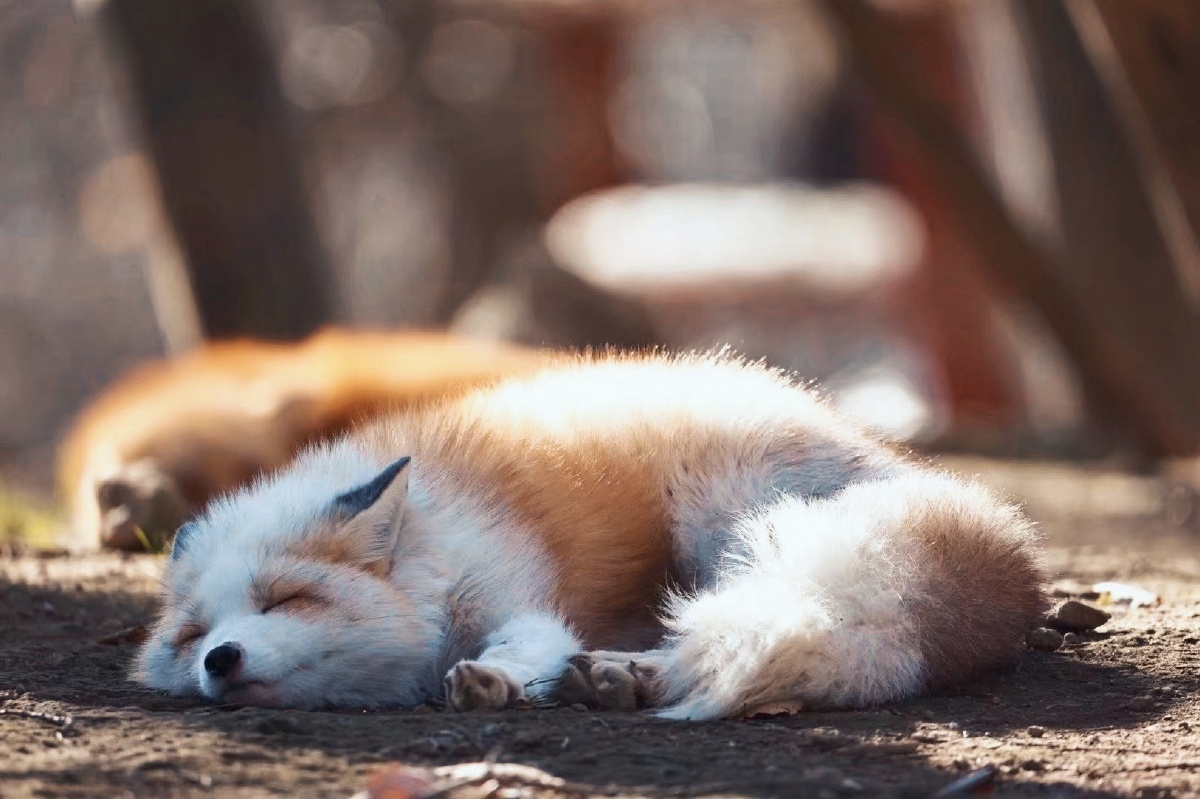 陶醉的小狐狸 - 有趣的宠物2453144796