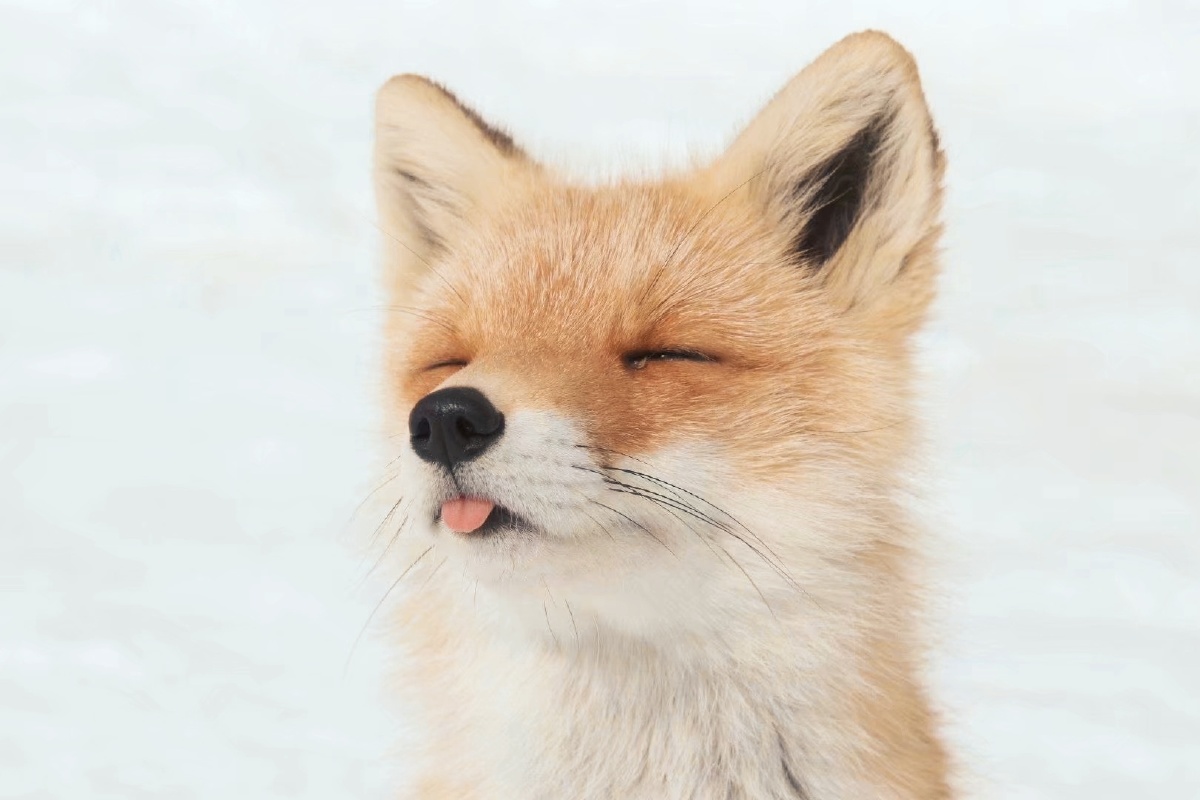 陶醉的小狐狸 - 有趣的宠物2453144796