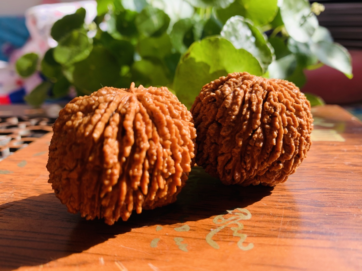 美国猴头核桃,小众品种.