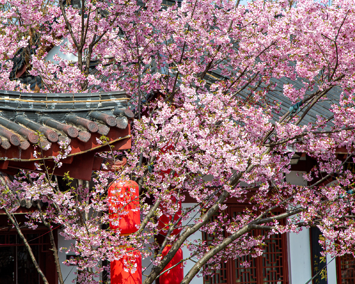 古建与樱花