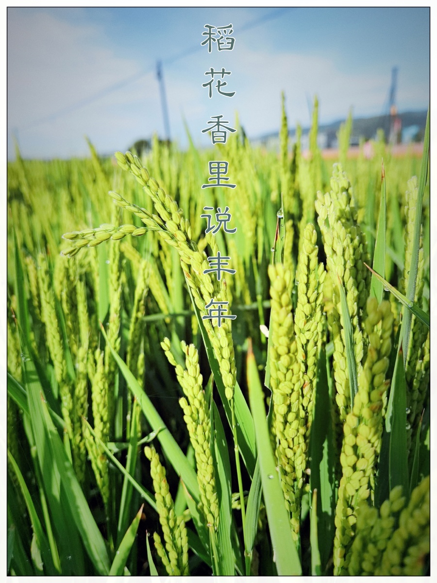 稻花香里说丰年,听取蛙声一片.七八个星天外,两三点雨山前.