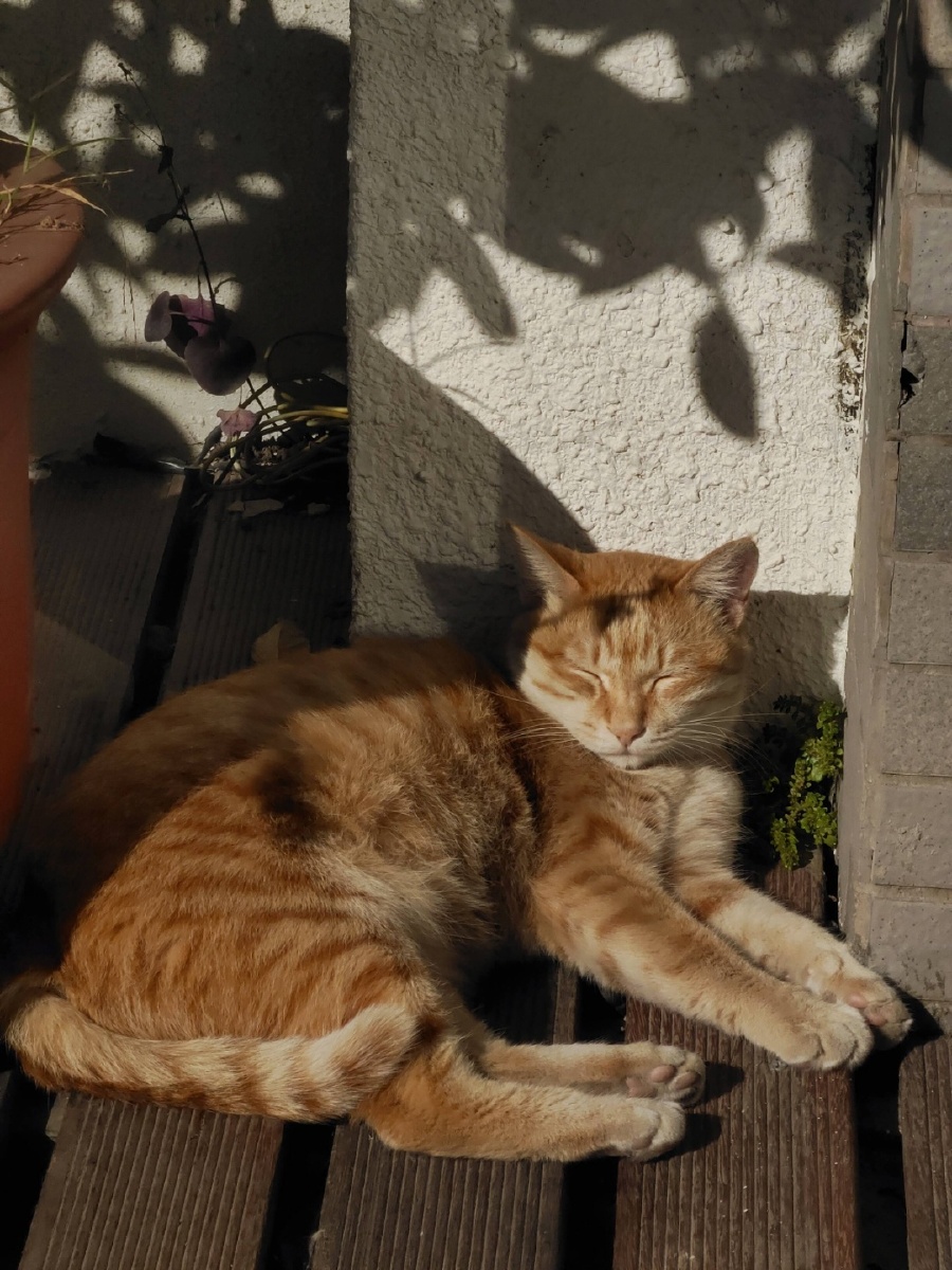 悠闲的清晨一只爱晒太阳的橘猫