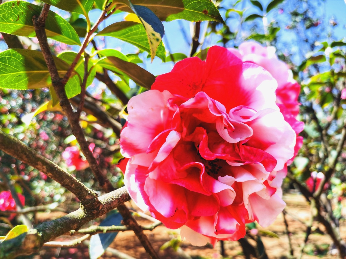 昆明植物园茶花已进入盛花期