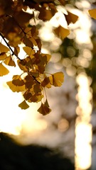 6F3ED0F2-78B6-438E-9DD0-D77B71AA1173/L0/001