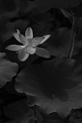 FCAAB3C7-8C10-4B57-8F17-B3992E437F5E/L0/001