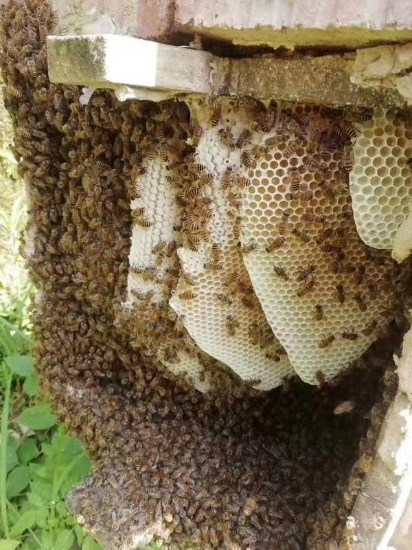 锅叾(guo du)是广东省梅州市平远县著名的锅叾茶产地,"锅叾"意为地处