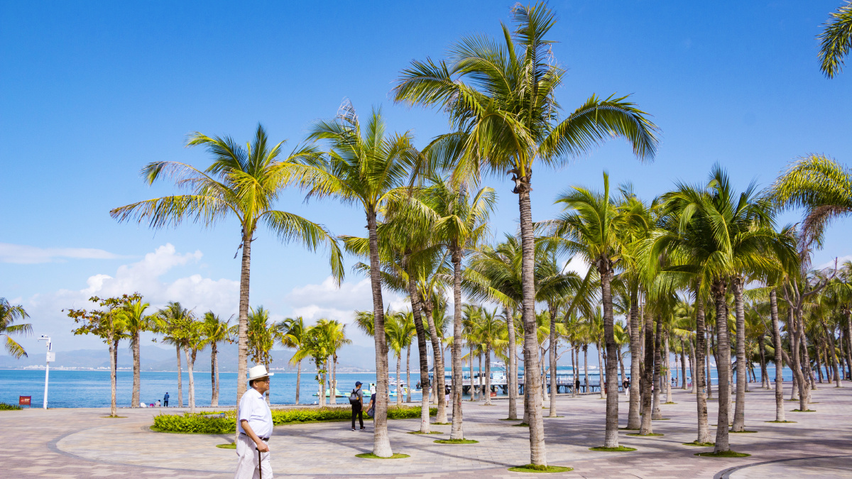 三亚——西岛椰林