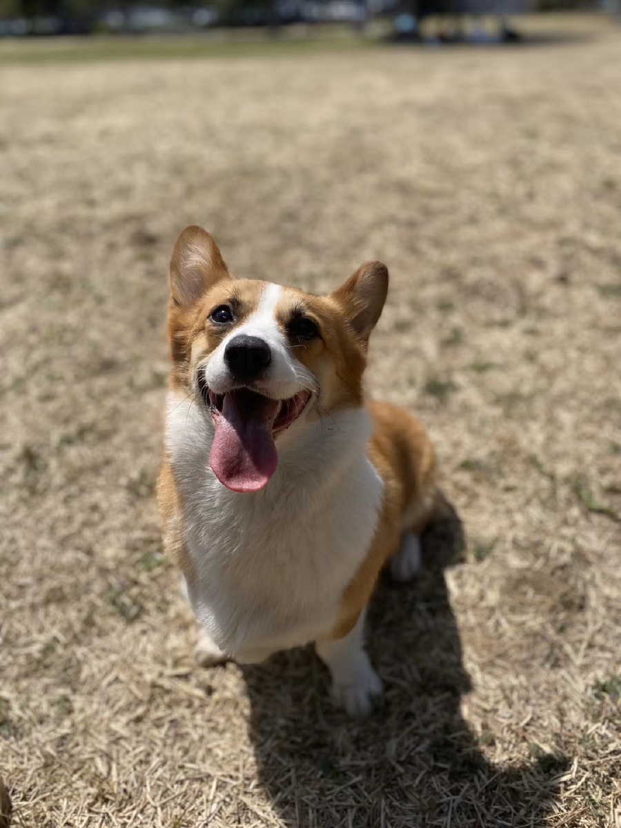 生活唯有狗狗不可辜负 - 憨憨小付 - 图虫