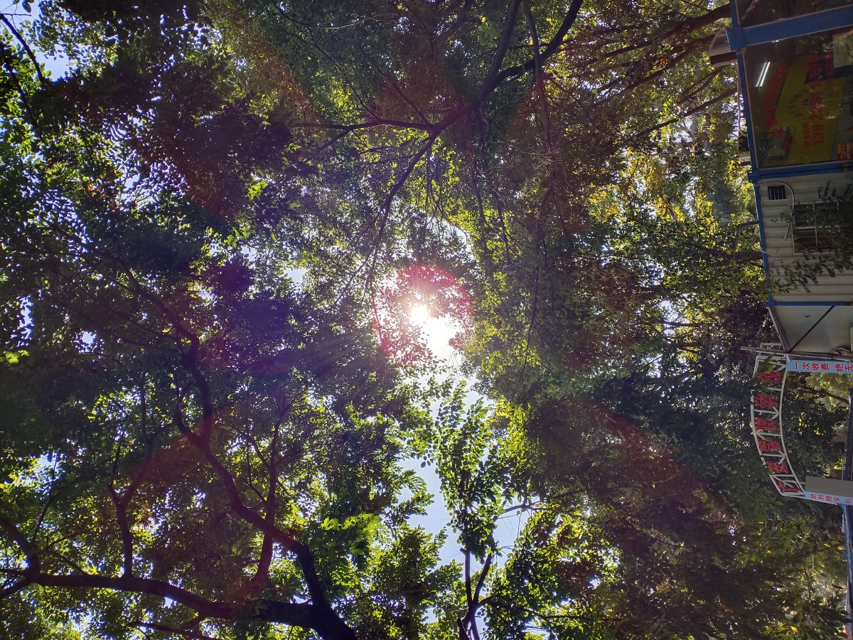 下午的阳光