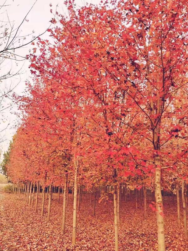 美国红枫秋火焰