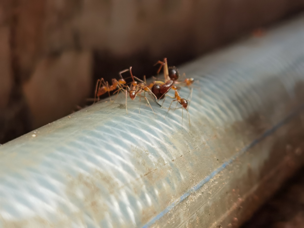 神奇的大自然蚂蚁王累了蚂蚁兵仔抬着蚂蚁王走