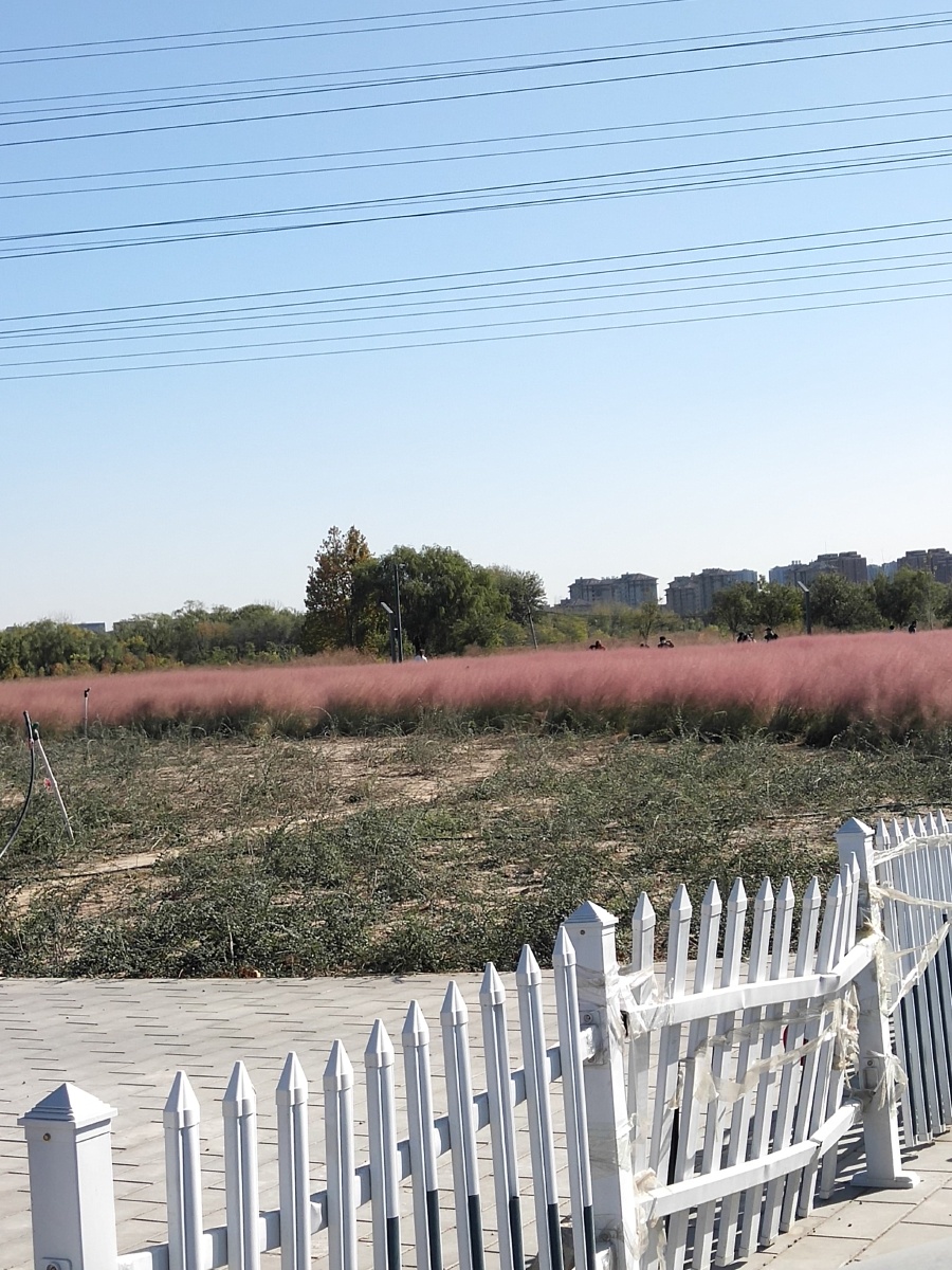 抖音里 网红公园(狼垡公园)实景照