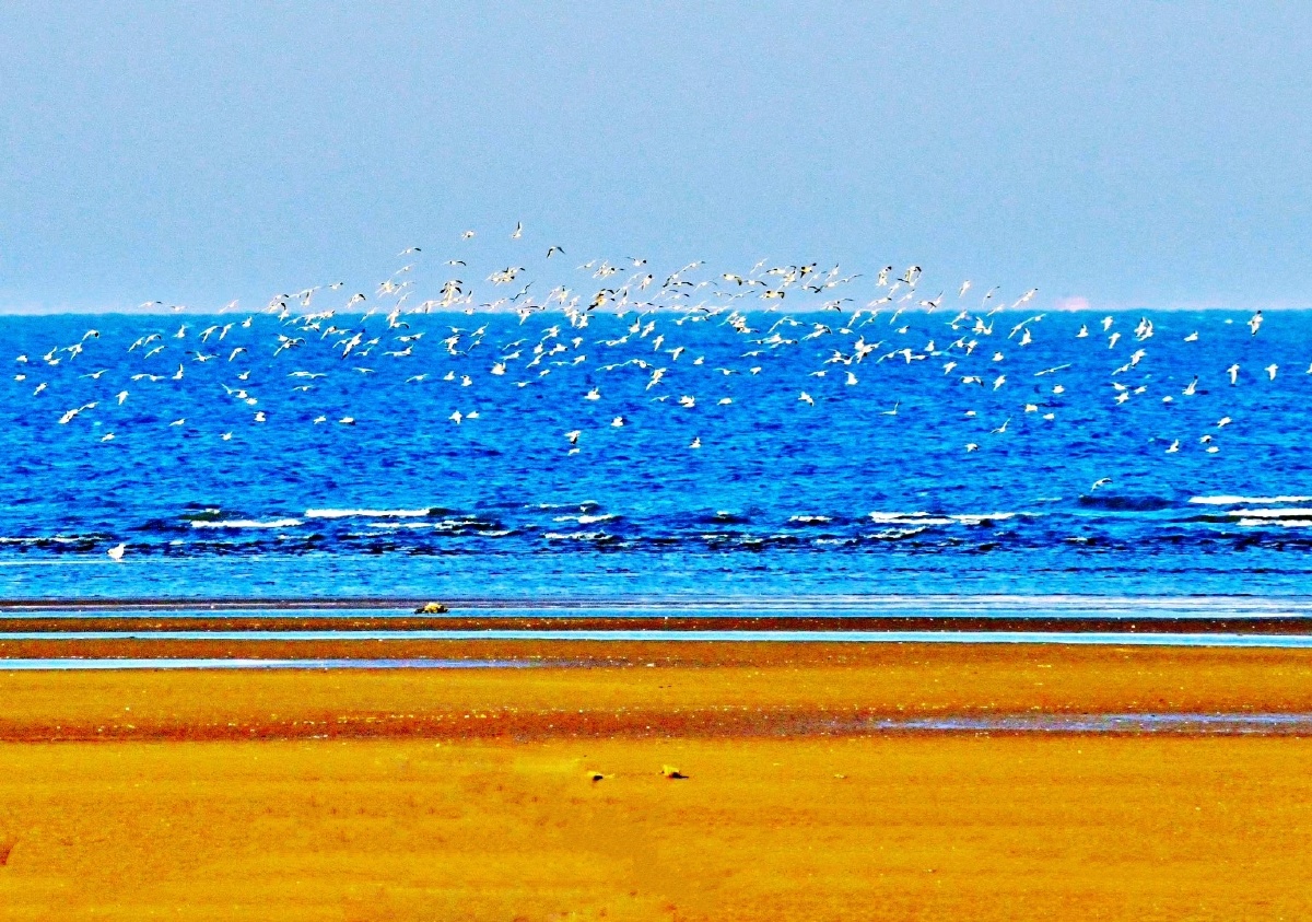 碧海金沙沙鸥翔集