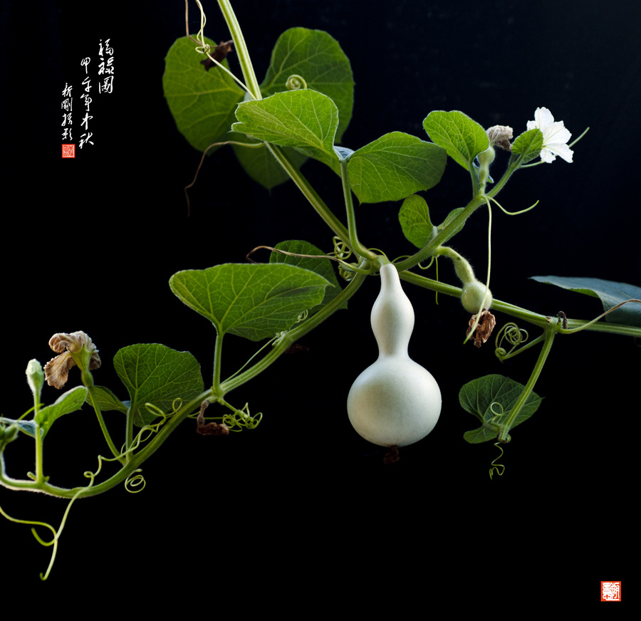 拍于自家阳台盆栽葫芦剪切并后期创作