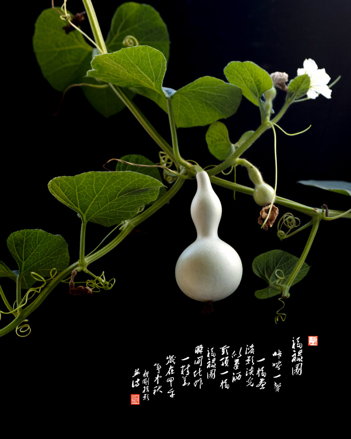 拍于自家阳台盆栽葫芦,剪切并后期创作.