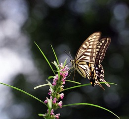 DSC_4483-1.jpg