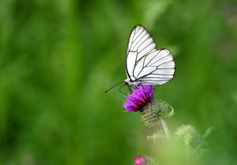 DSC_8636.jpg