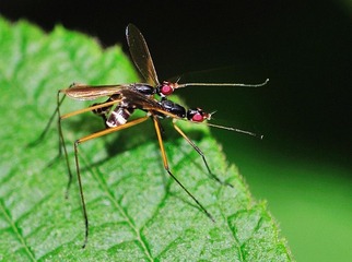 DSC_9478-1.jpg