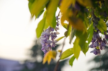 20170422-DSC_4539