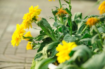 20170422-DSC_4499