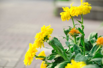 20170422-DSC_4500