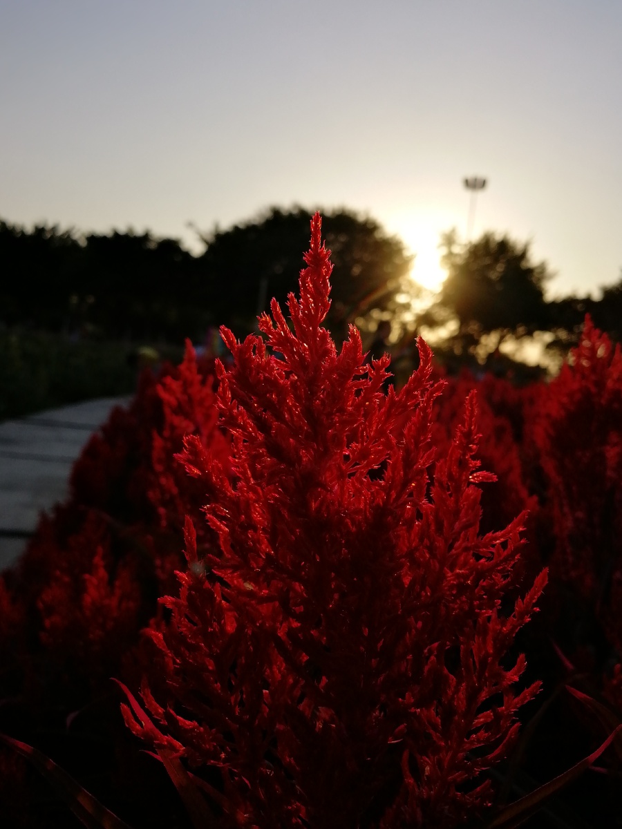 夕阳的光晕之美