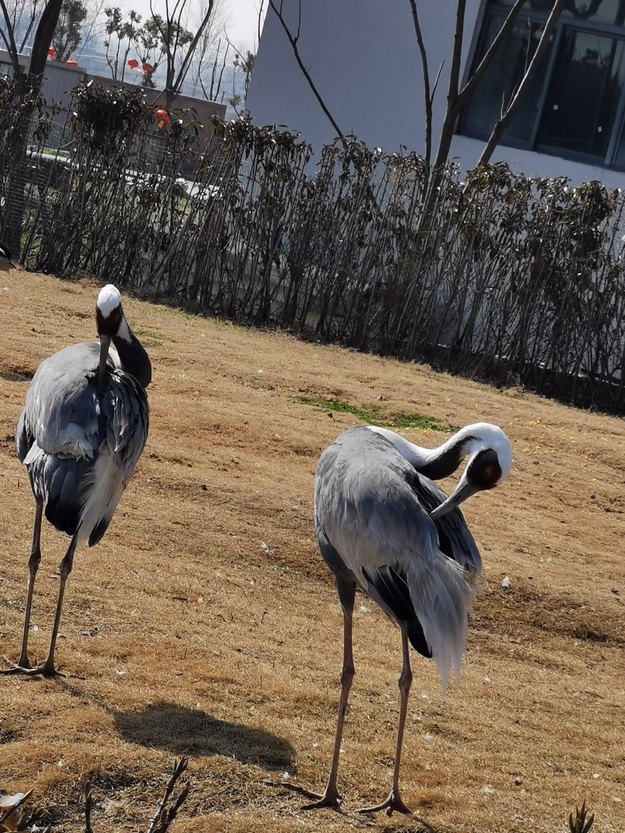 南京金牛湖野生动物园