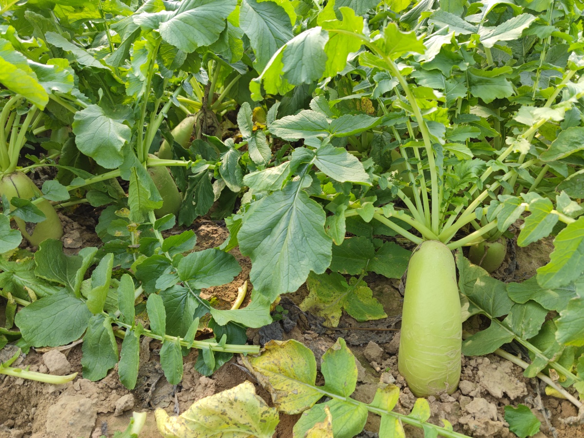 国家地理标志农产品云梦府河萝卜