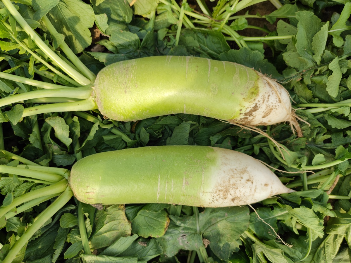 国家地理标志农产品云梦府河萝卜