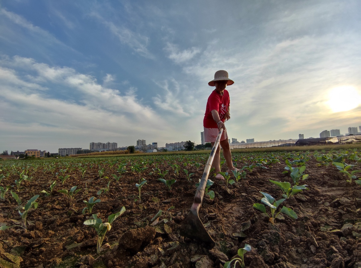 田间的舞蹈菜地除草松土