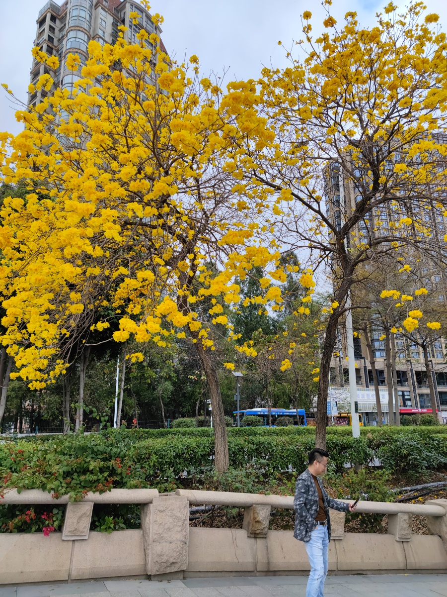 广州黄花风铃木花盛开游人醉