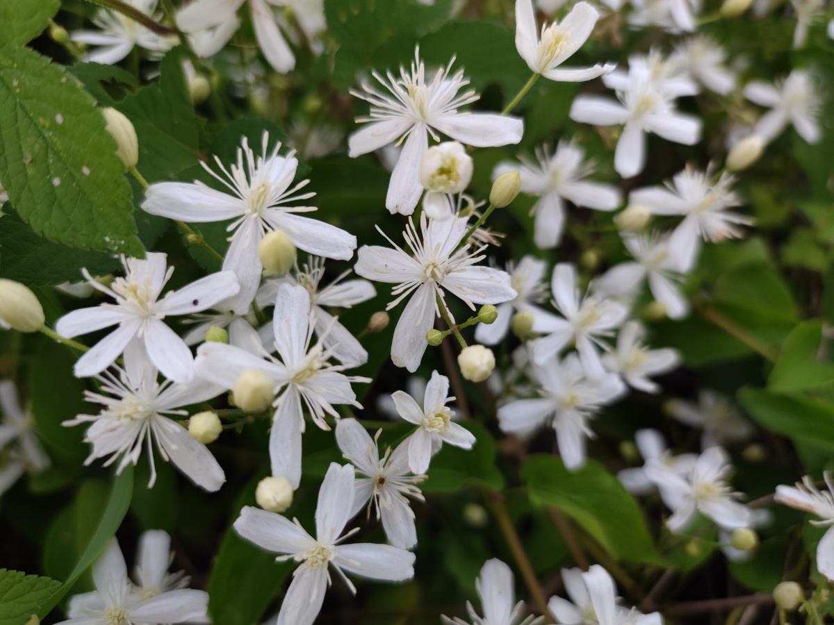 乡村的野花威灵仙