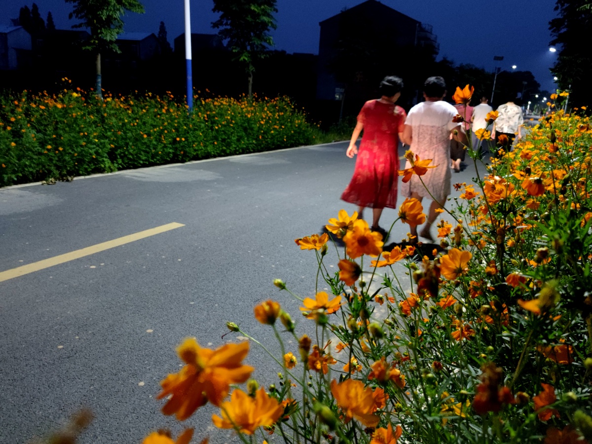 鲜花开满乡村路人在路上走如同画中行