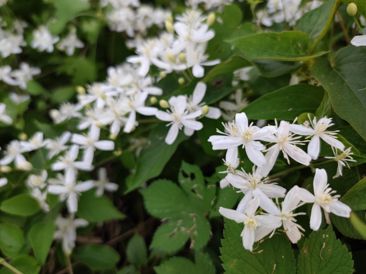 乡村的野花威灵仙