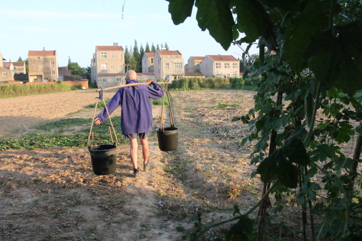 85岁挑水浇灌的老人 - 梦泽晨歌 - 图虫