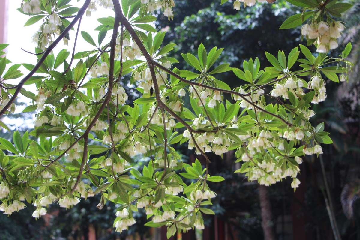 海南杜英花盛开