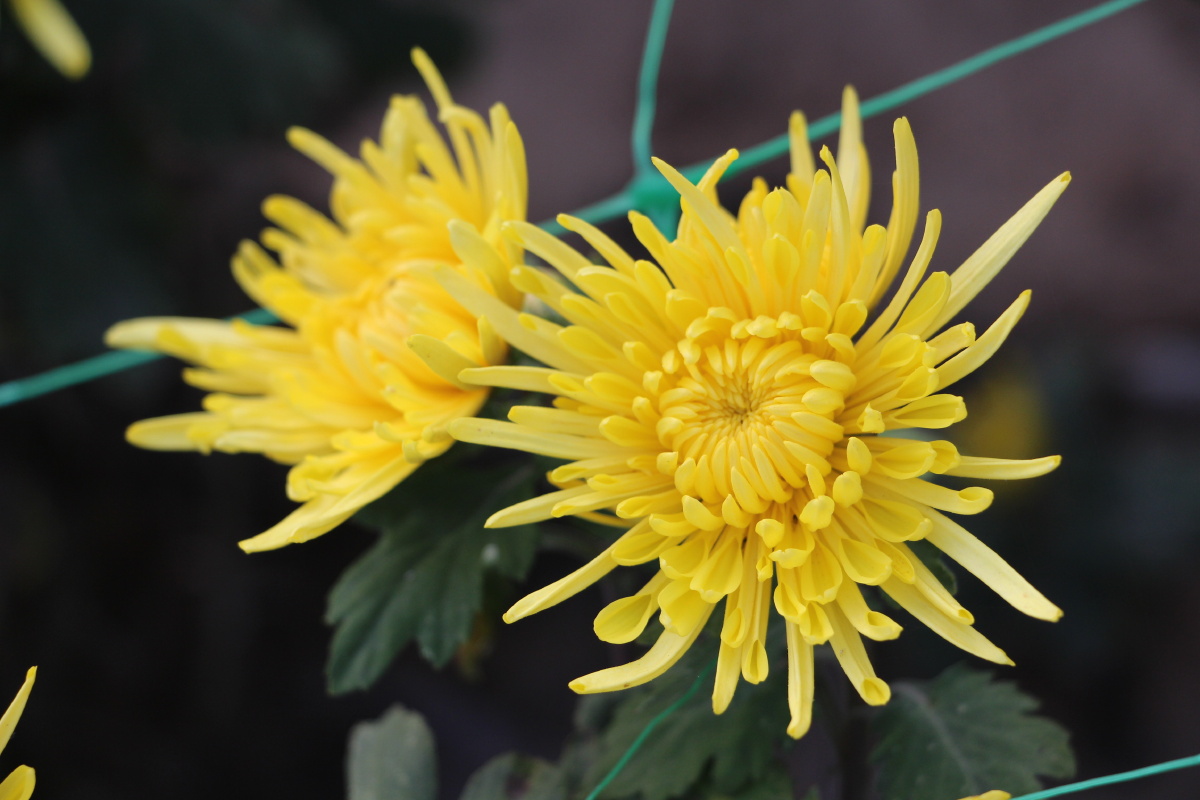 金菊花开助脱贫