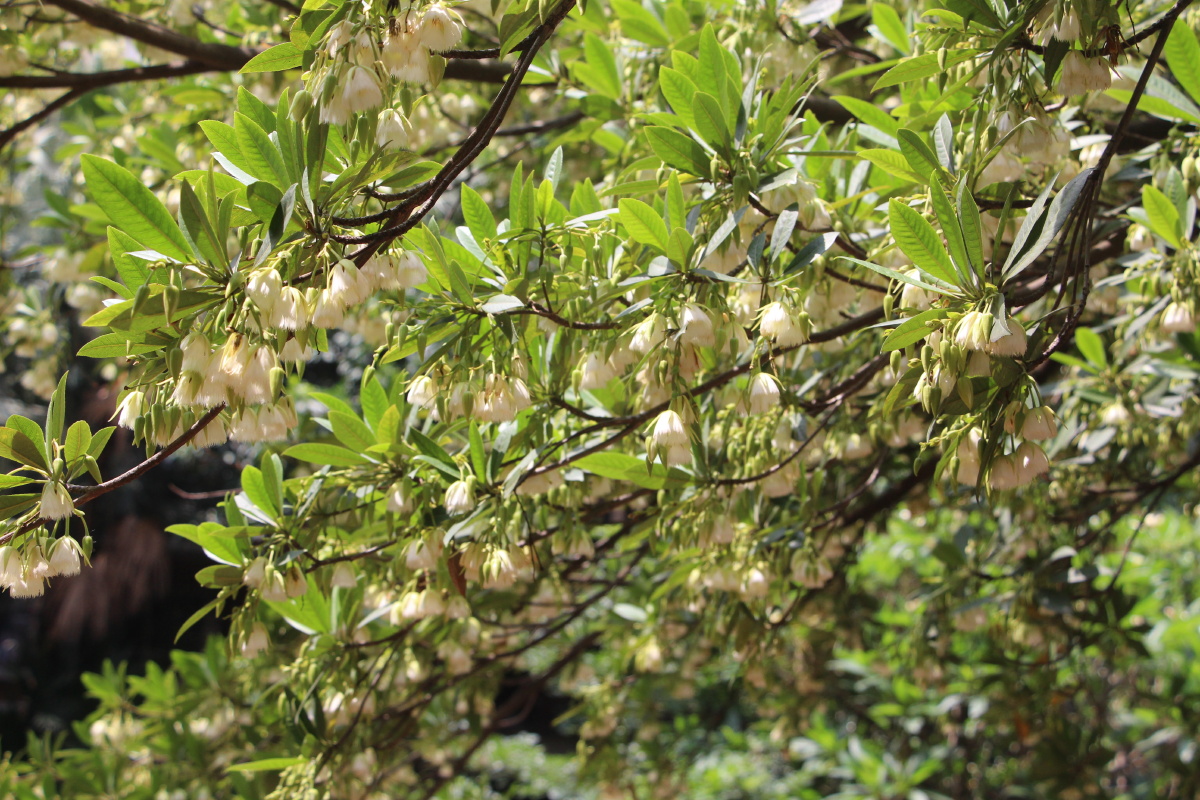 海南杜英花盛开