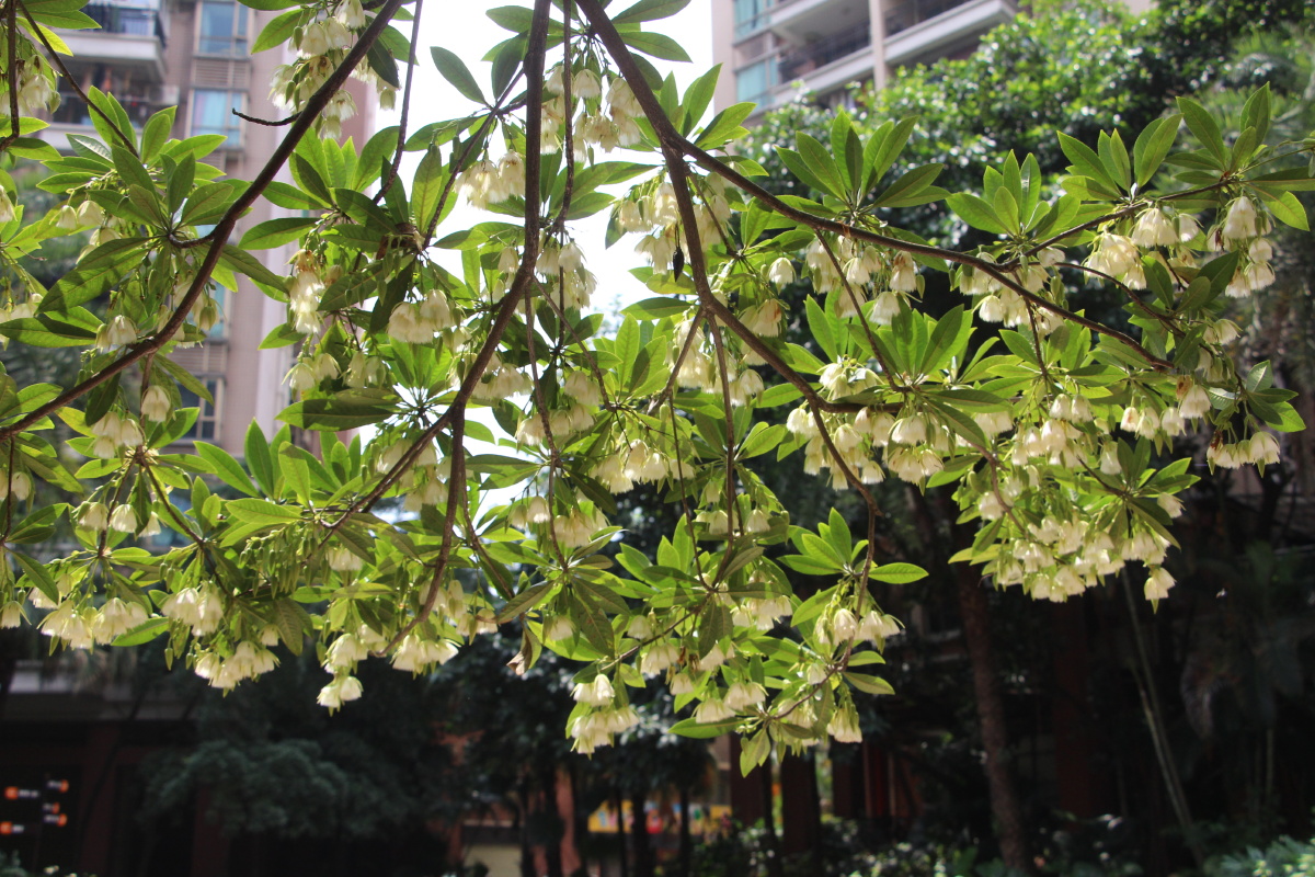 海南杜英花盛开