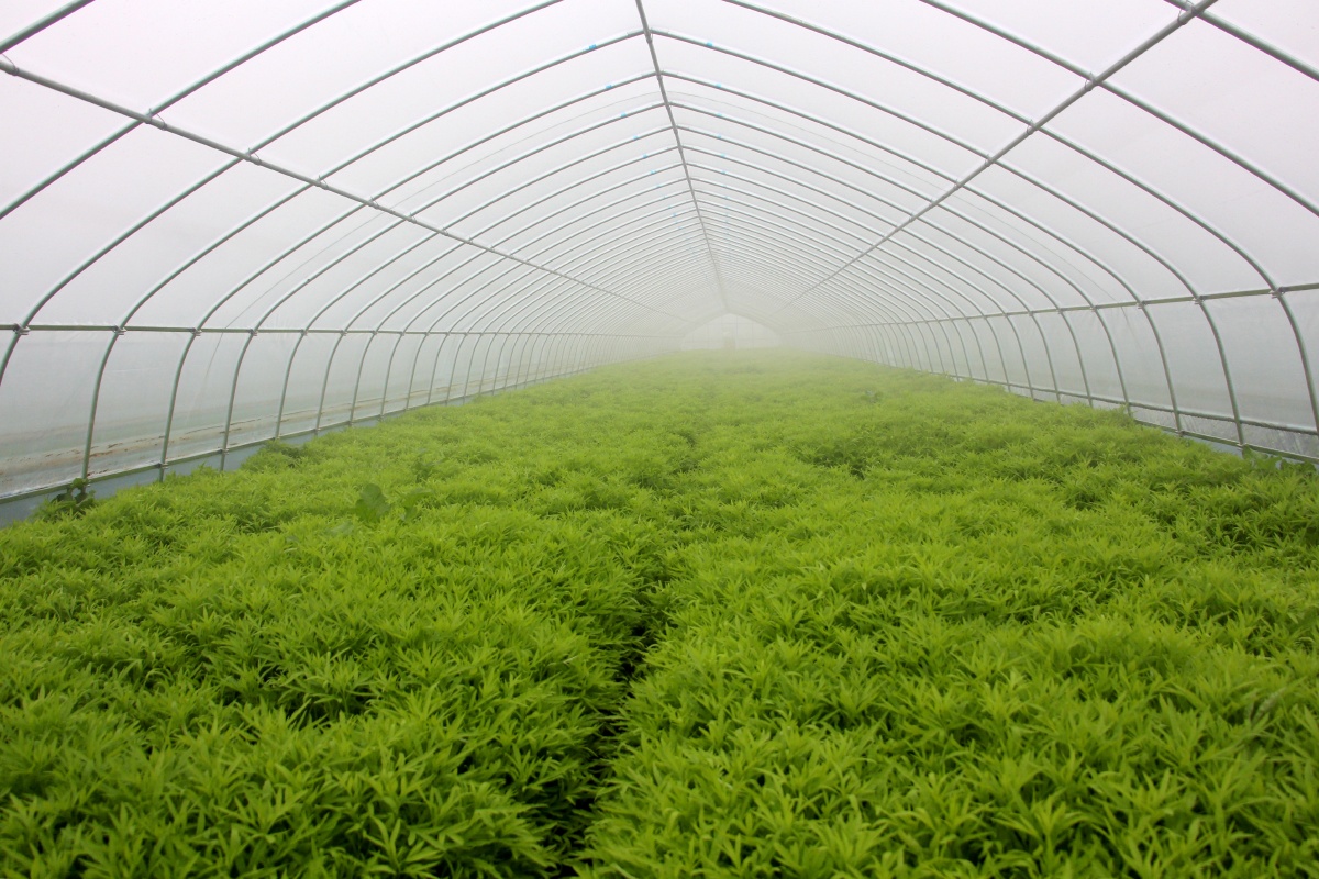 寒冬茎壮叶绿鲜嫩可口的藜蒿