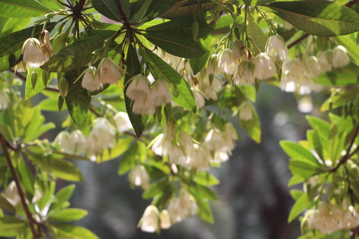 海南杜英花盛开