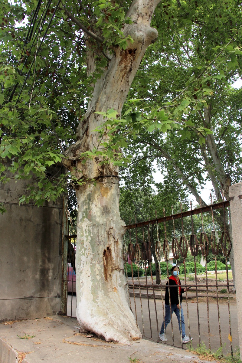 树包钢筋的奇树