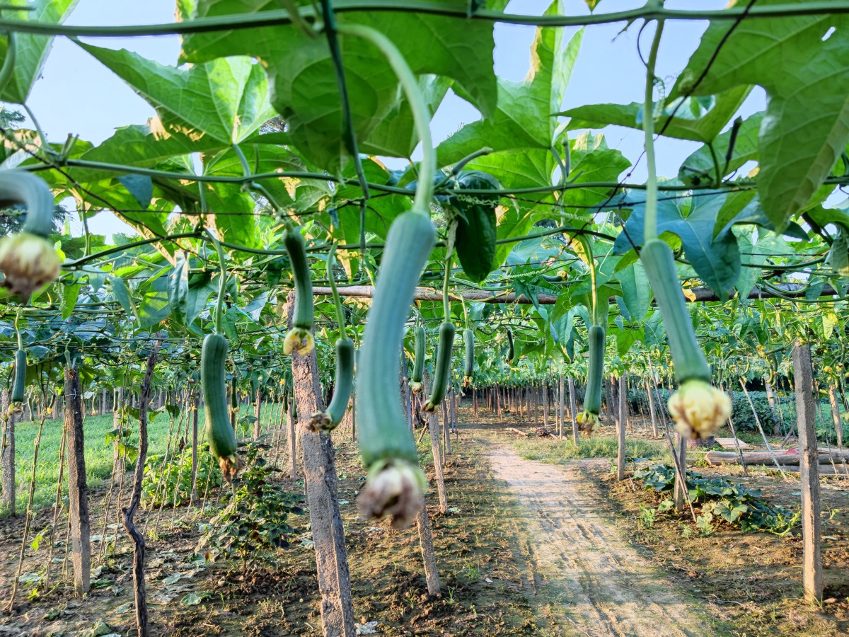 郊外丝瓜丰收