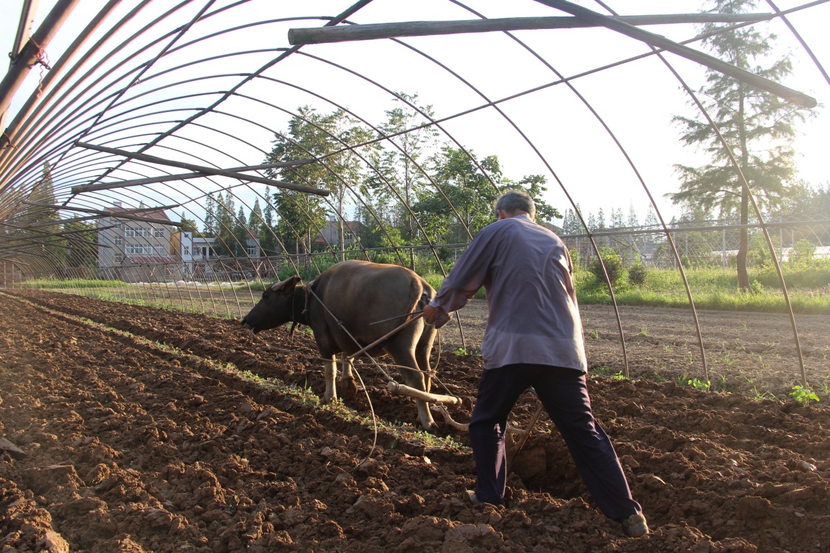 立秋耕牛犁地忙