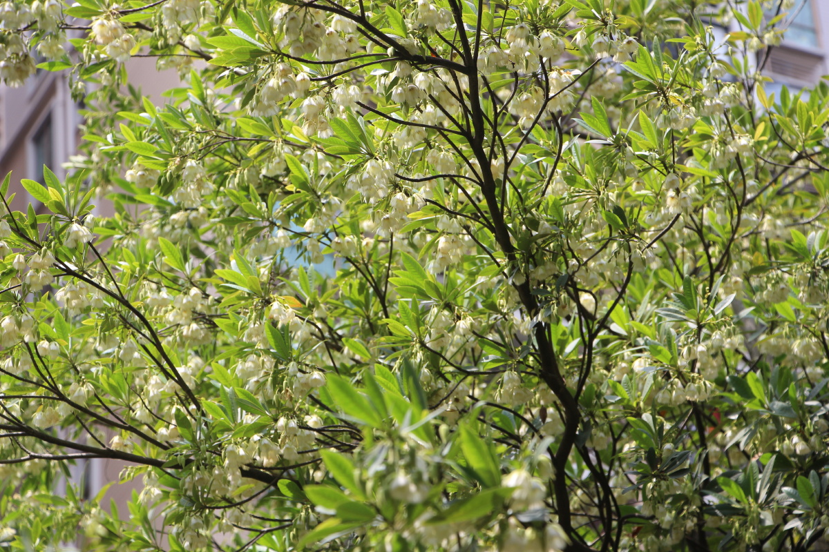 海南杜英花盛开