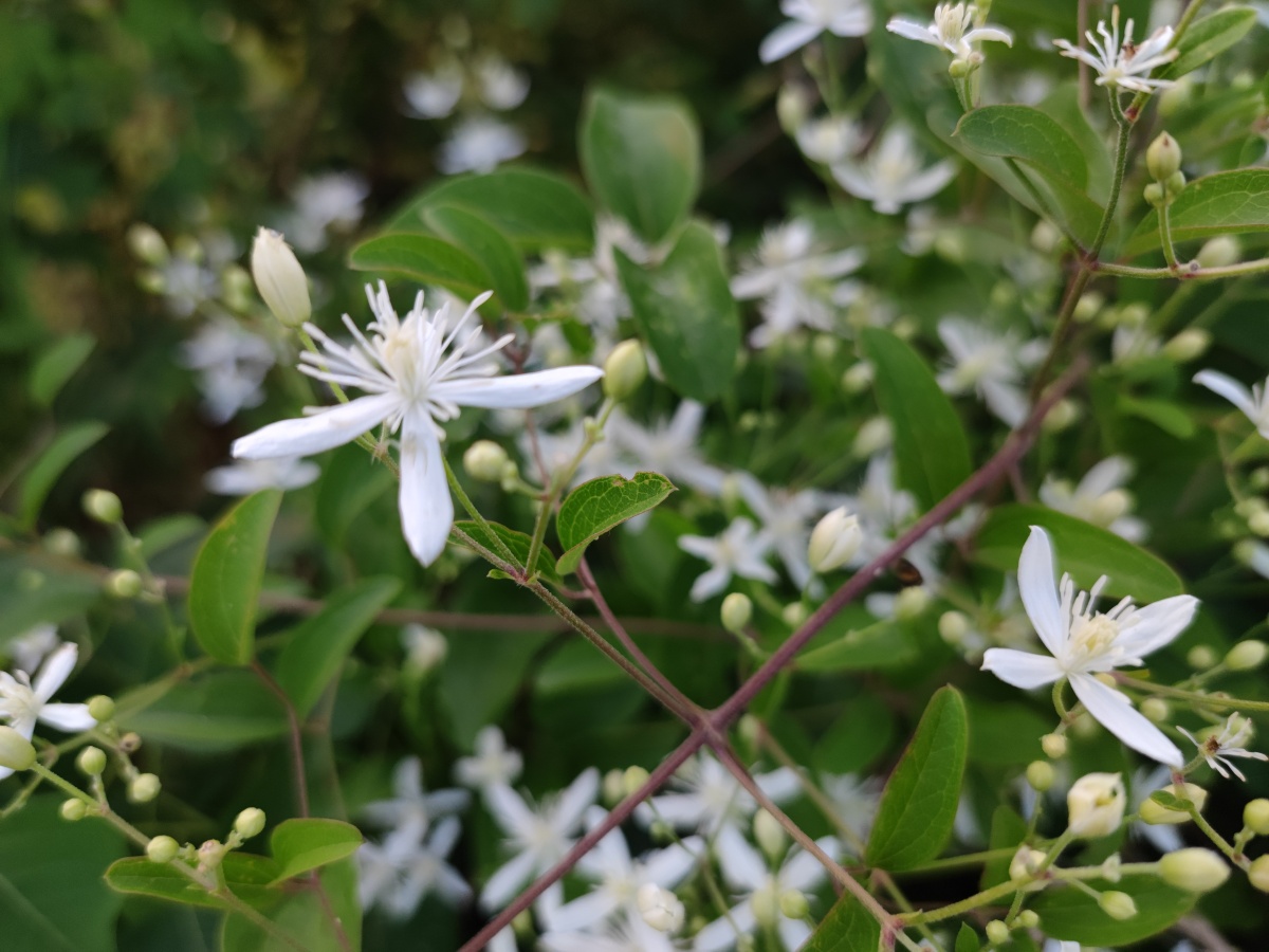 乡村的野花威灵仙