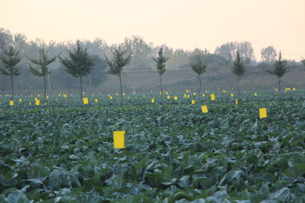 采用黄色粘虫板诱杀害虫